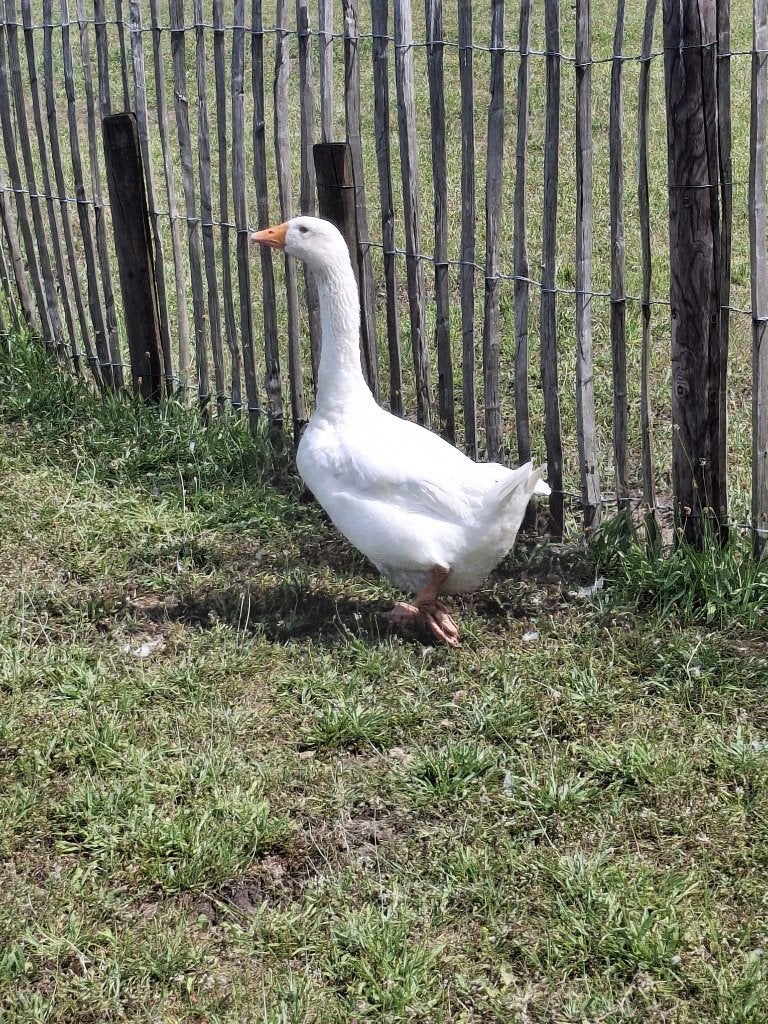 Witte gans (ruilen met vrouwtjes gans, Avril, Mâle