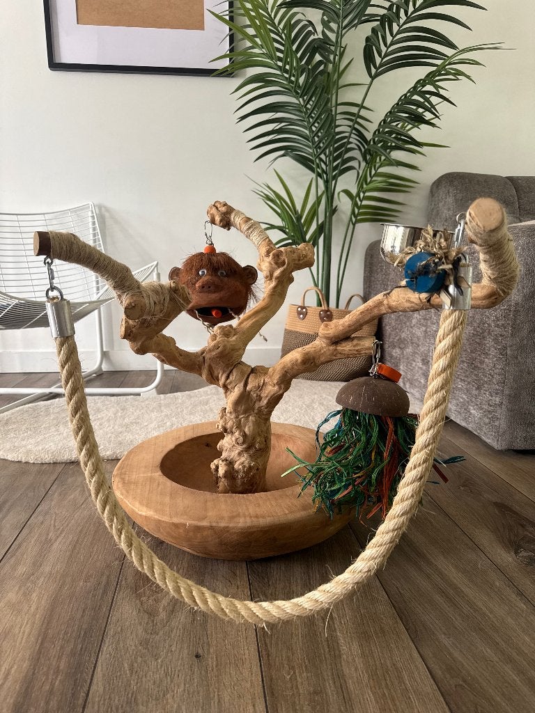 Boom Voor papegaai ( koffieboom ), Papegaai