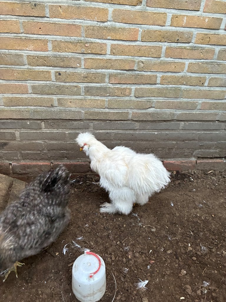 Zijdehoen haan, Mâle, Poule ou poulet