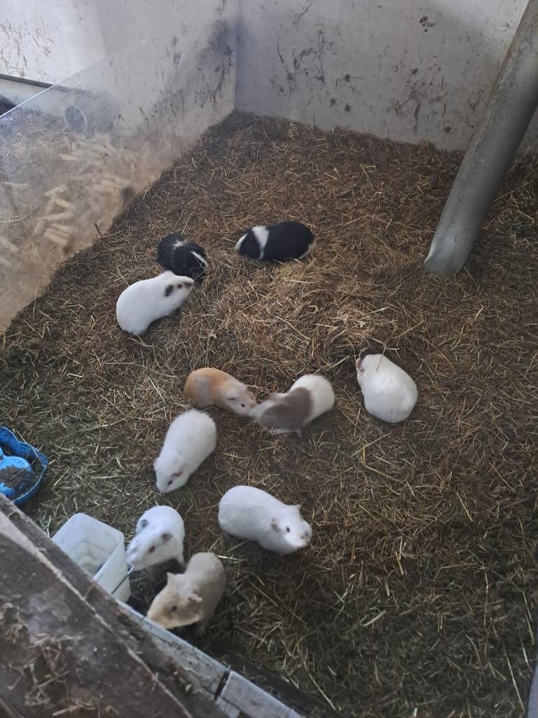 Cavia beertjes, Enlèvement