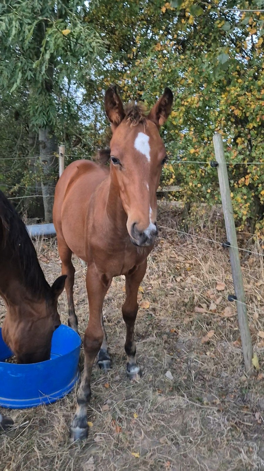 Sportief hengstveulen – Omano BC × For Pleasure, Hengst, M, Springpaard, 0 tot 2 jaar