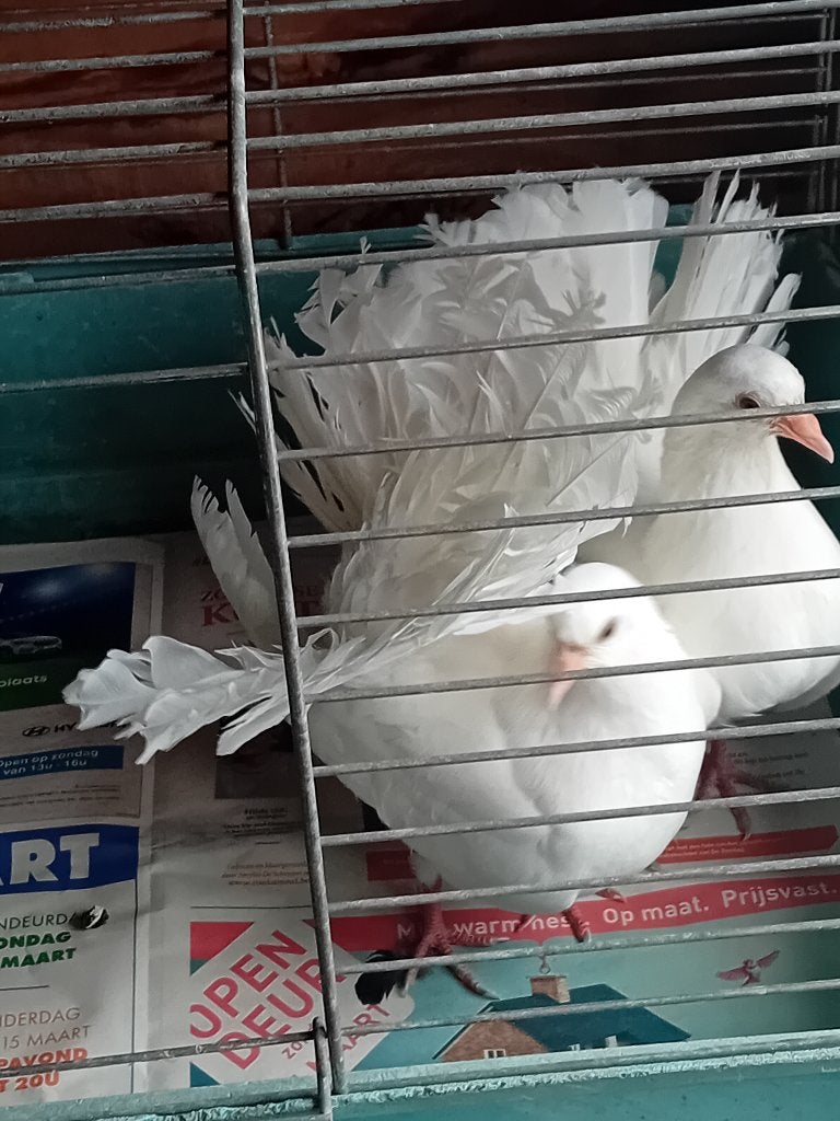 Pauwstaartjes, Dieren en Toebehoren, Meerdere dieren, Overige soorten