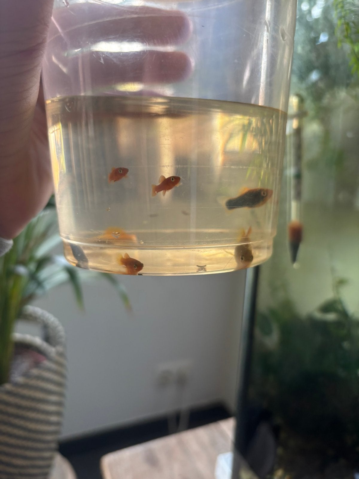 Porteurs d'épées, Enlèvement, Comme neuf, Poissons