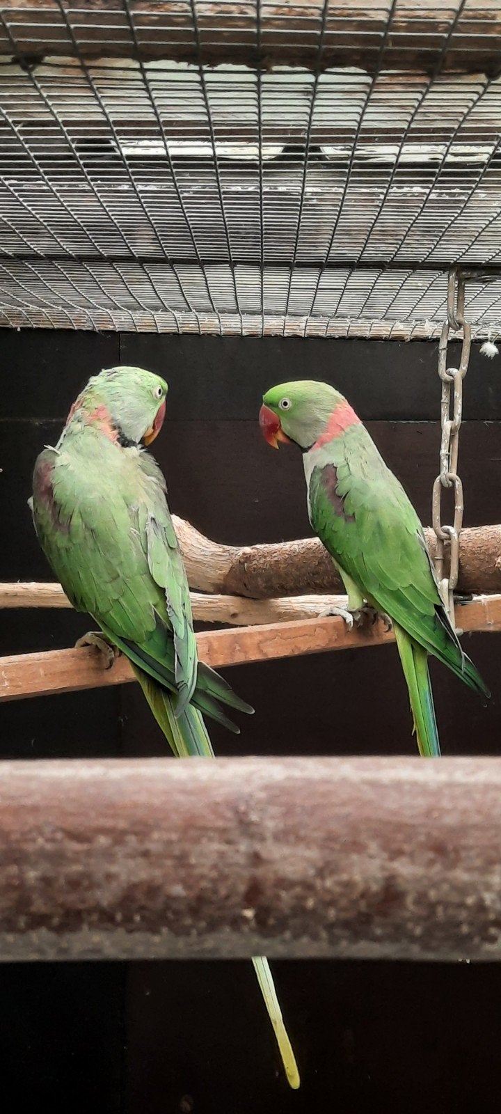 alexanderparkiet, Dieren en Toebehoren