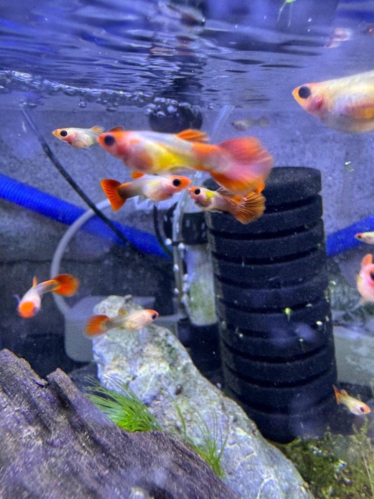 Tuxedo Koi Glass Belly Short Body Guppy, Vis, Zoetwatervis, Schoolvis