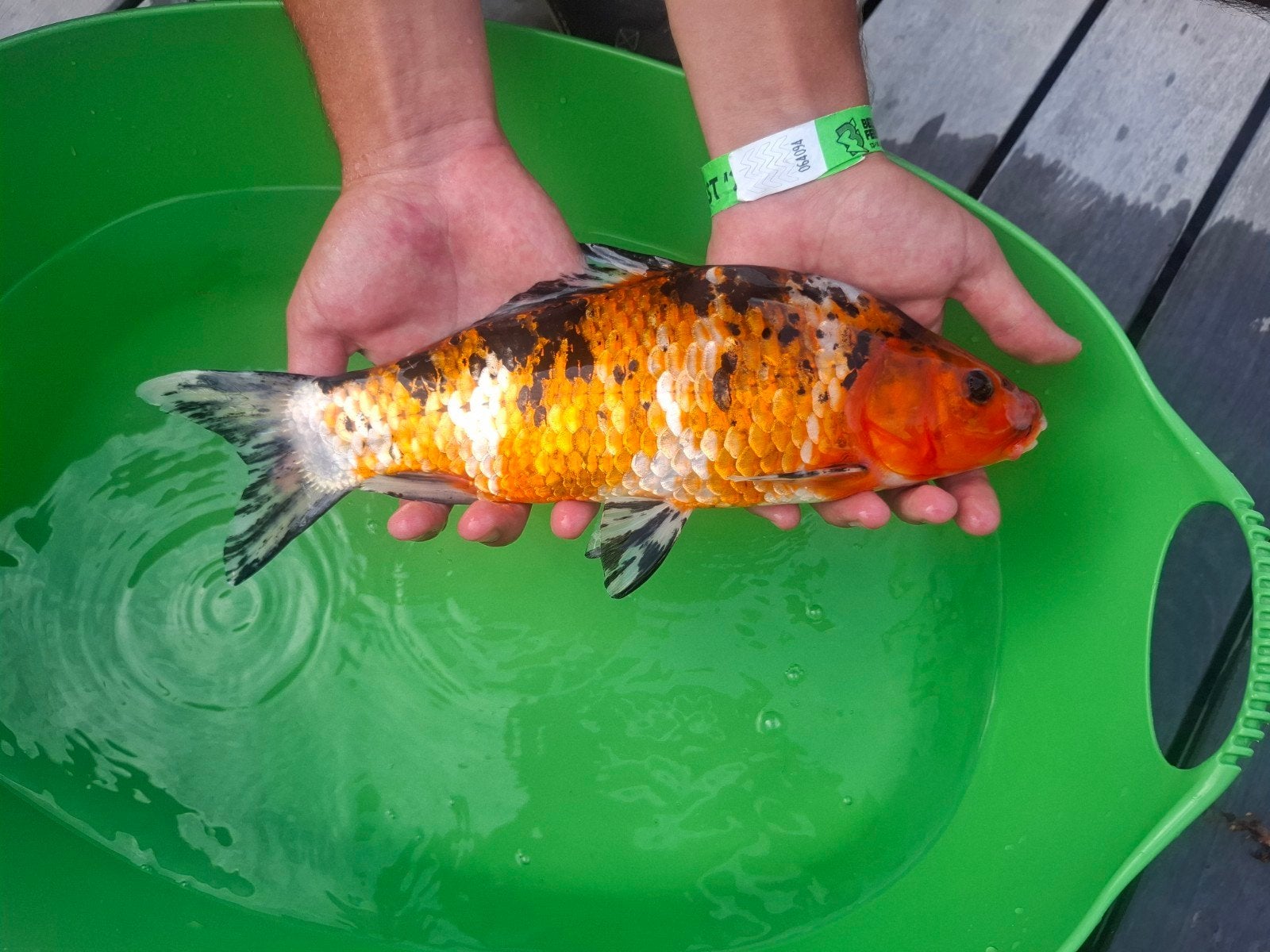 Prachtige koi karper, Dieren en Toebehoren, Vissen | Vijvervissen, Karper of Koi