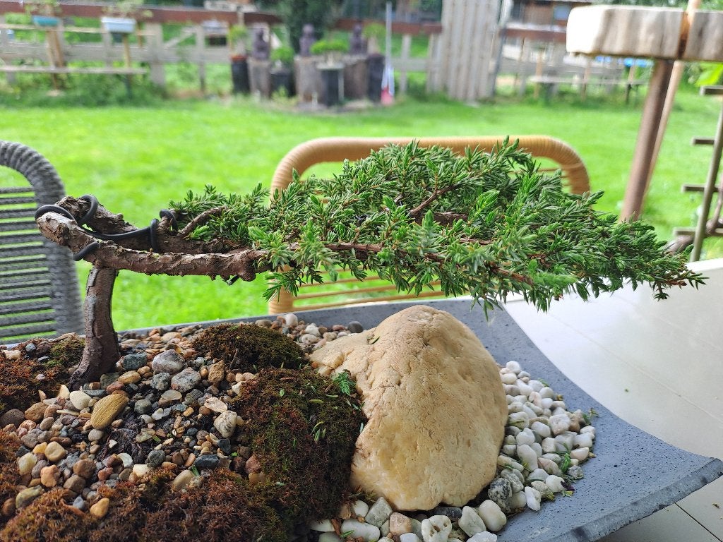 Bonsai van jeneverbes, Tuin en Terras, Planten | Bomen, Bloeit niet, Overige soorten, Minder dan 100 cm, Ophalen