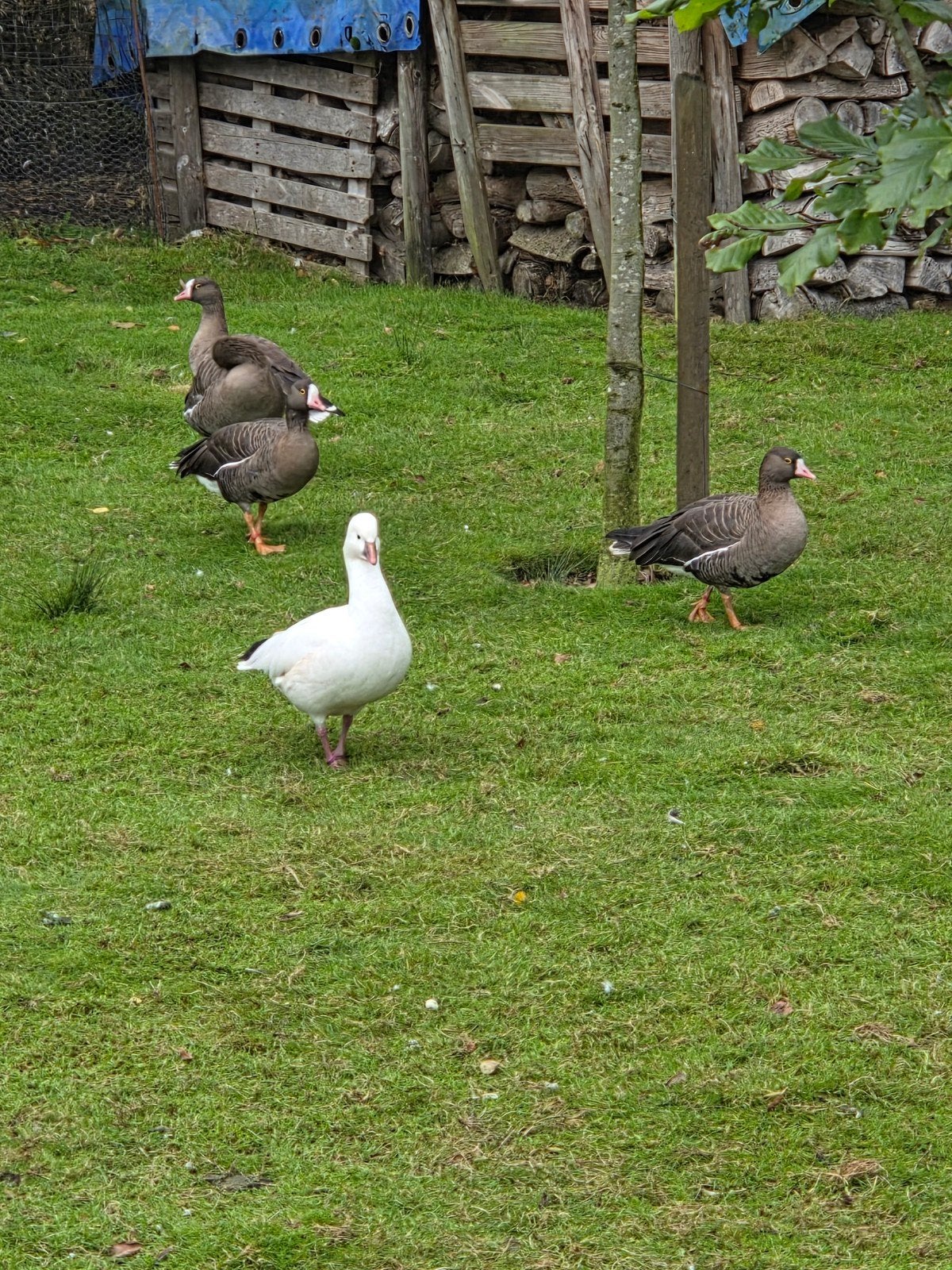 Goudoog - Ross - Manen - Wikipstreep gans