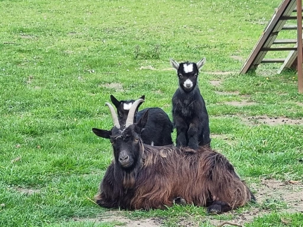 Twee lieve kleine Hollandse landgeitjes voor 150 euro, Chèvre
