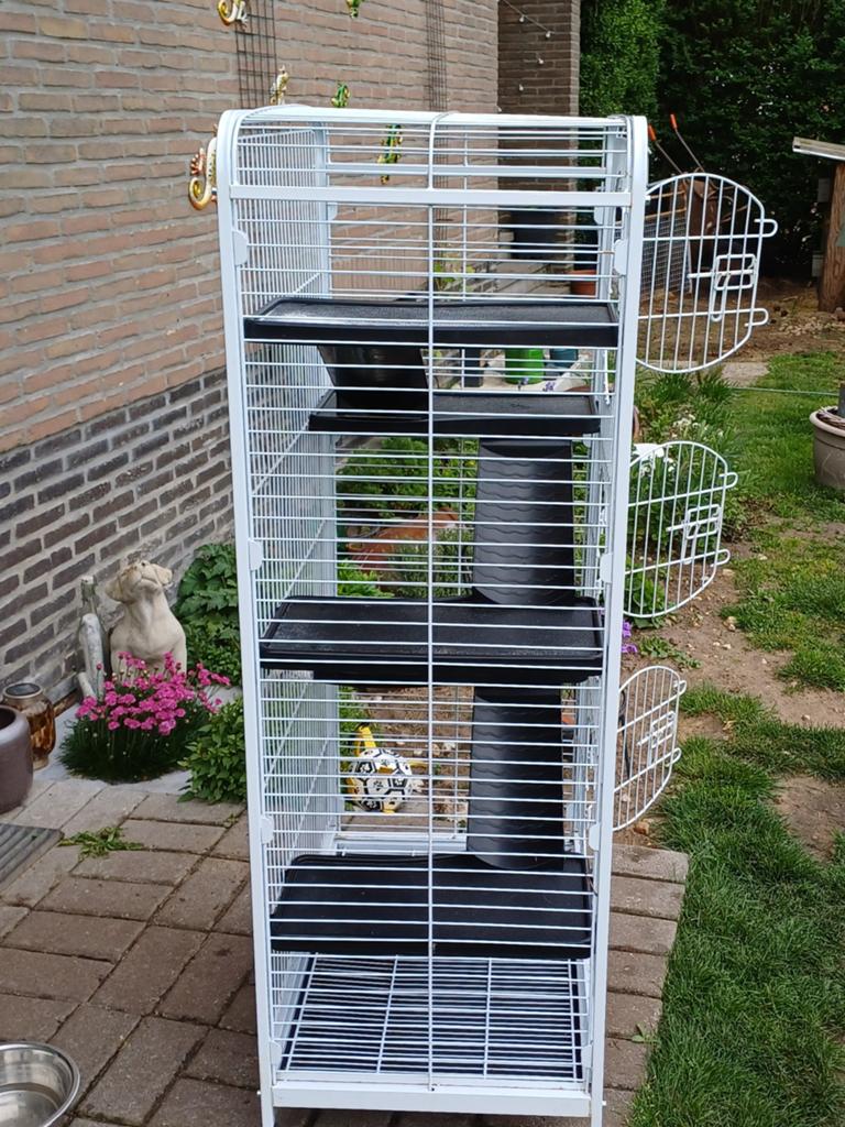 Kooi voor ratten, Enlèvement
