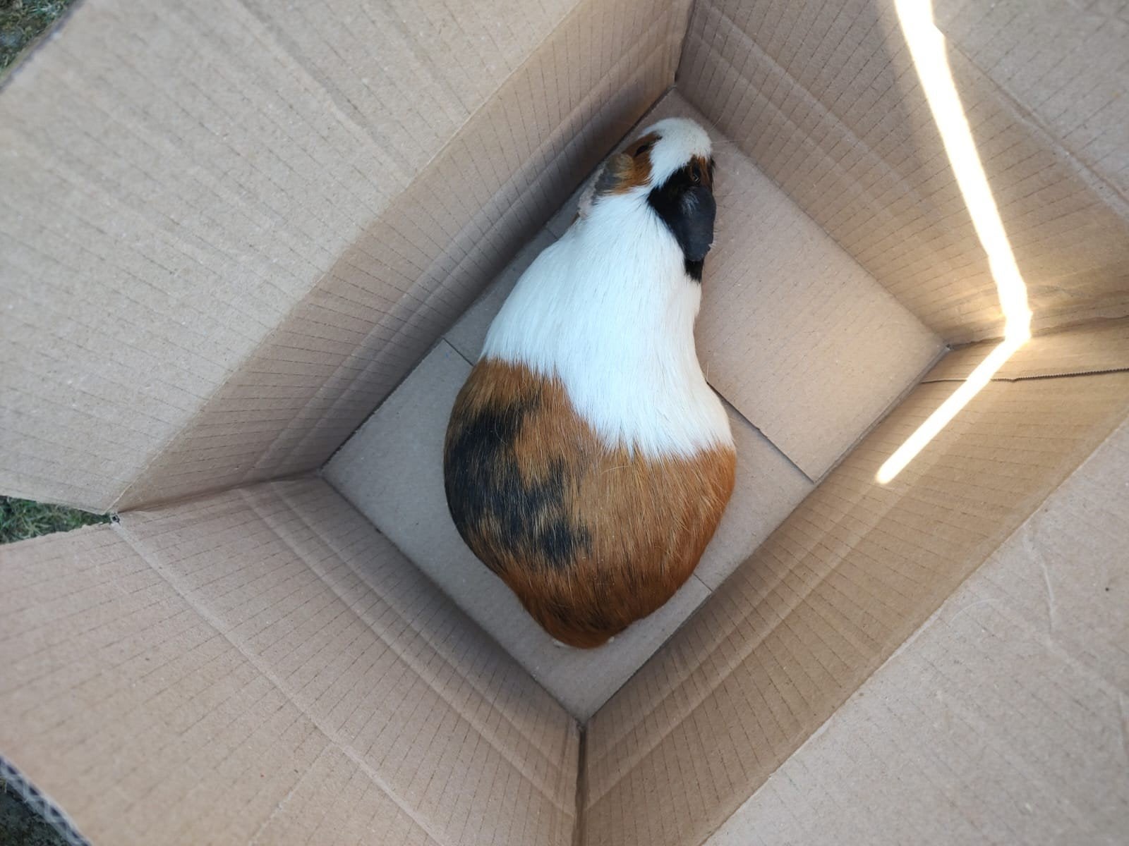 cavia's, Dieren en Toebehoren, Januari, Cavia