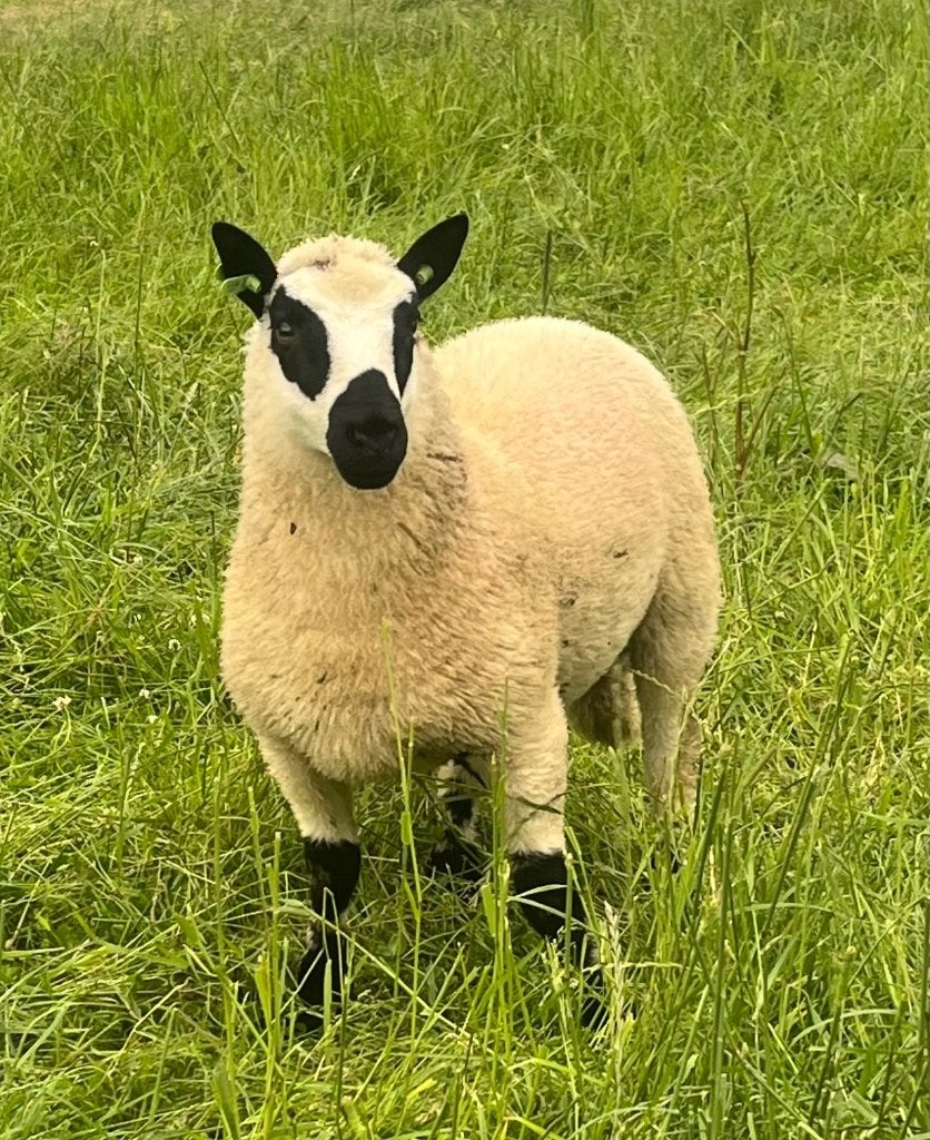 Kerry Hill ramlam te koop, Mannelijk, Schaap, 0 tot 2 jaar