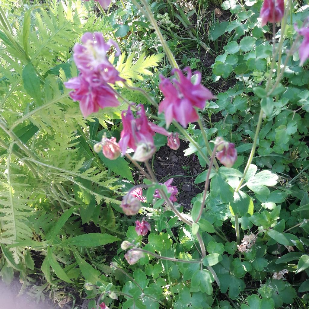 akelei vaste plant, Tuin en Terras, Ophalen, Vaste plant