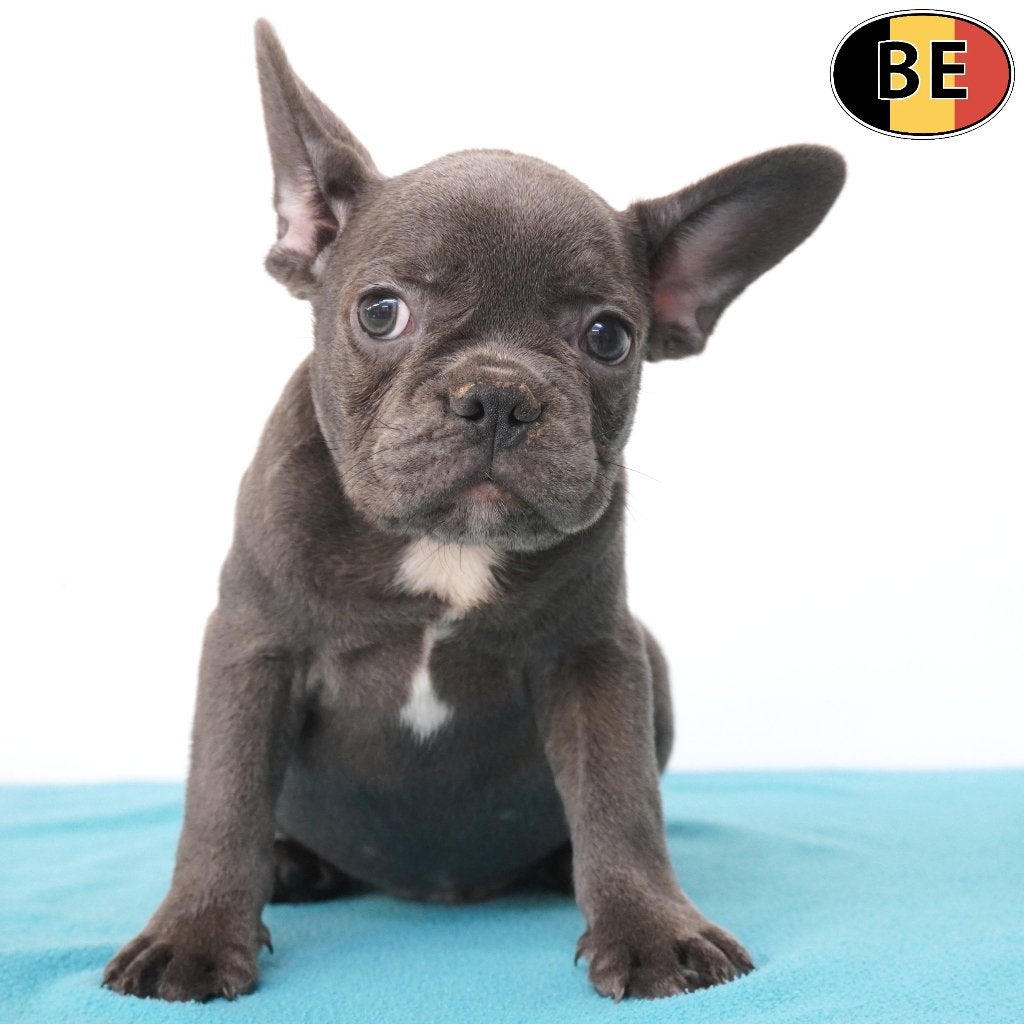 Blauwe Franse Bulldog pups (reutjes) Belgisch, Dieren en Toebehoren, België, CDV (hondenziekte), 8 tot 15 weken, Meerdere