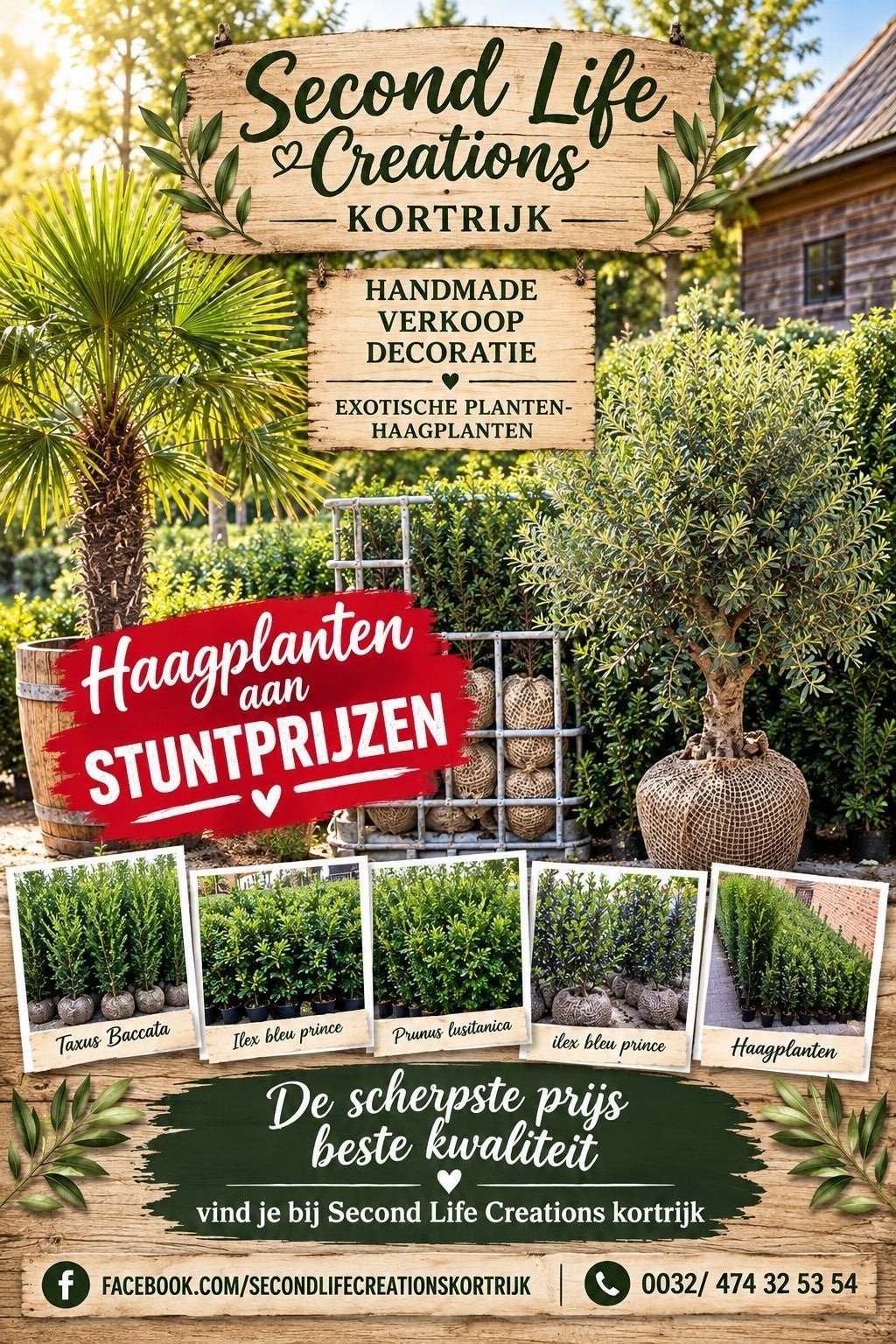 ‼️haagplanten aan stuntprijzen ️0474 32 53 54‼️, Enlèvement, Taxus, Haie