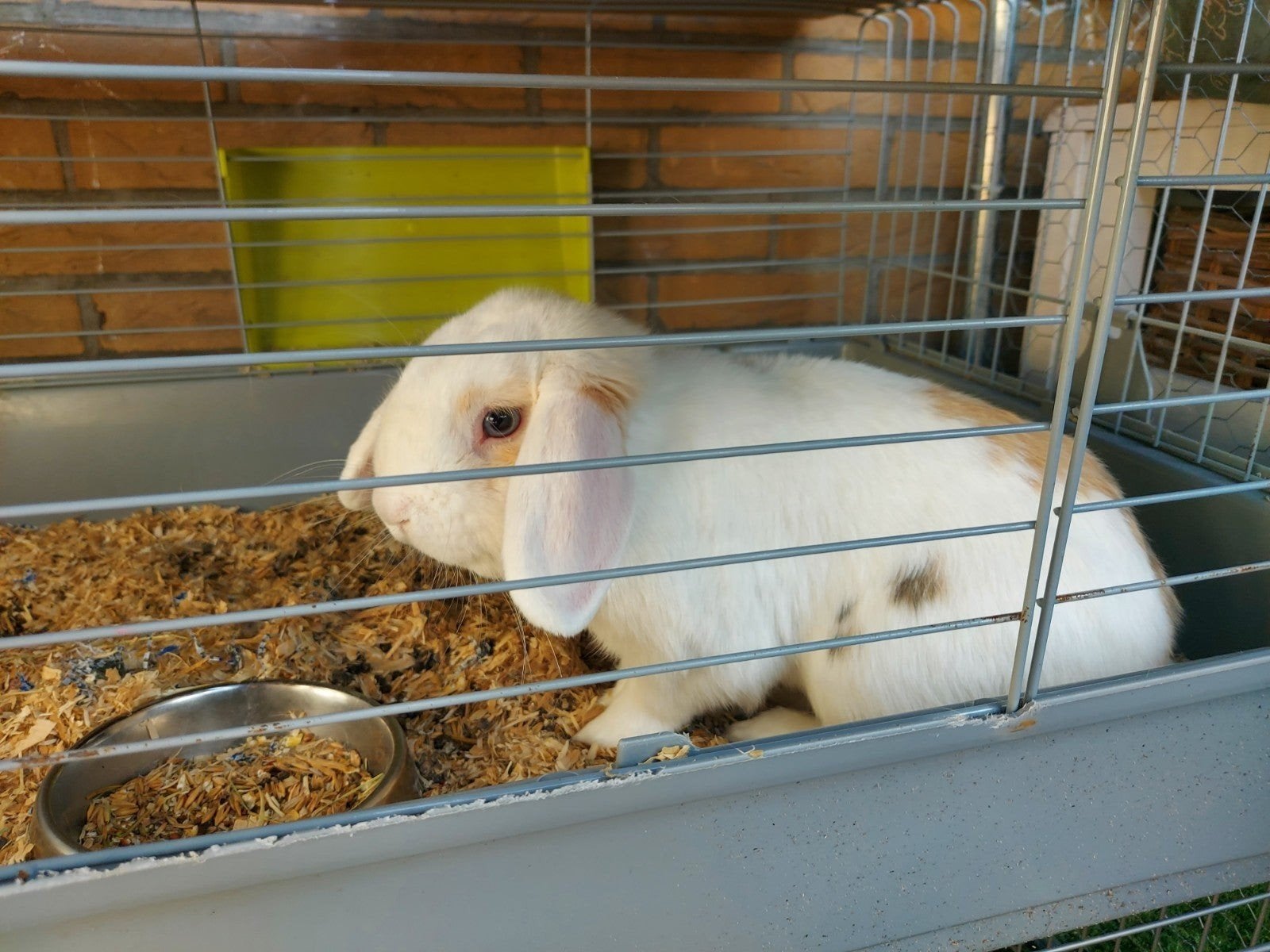 Konijn plus kooi voor 1week eten en hooi en drinkbus, Dieren en Toebehoren, Mannelijk, Middelgroot, 0 tot 2 jaar