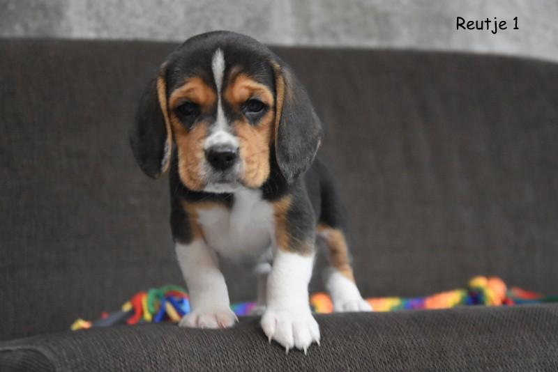 Prachtige Beagle pups, Dieren en Toebehoren, Honden | Beagles, Bassets en Lopende honden, Meerdere dieren, Beagle, Fokker | Professioneel