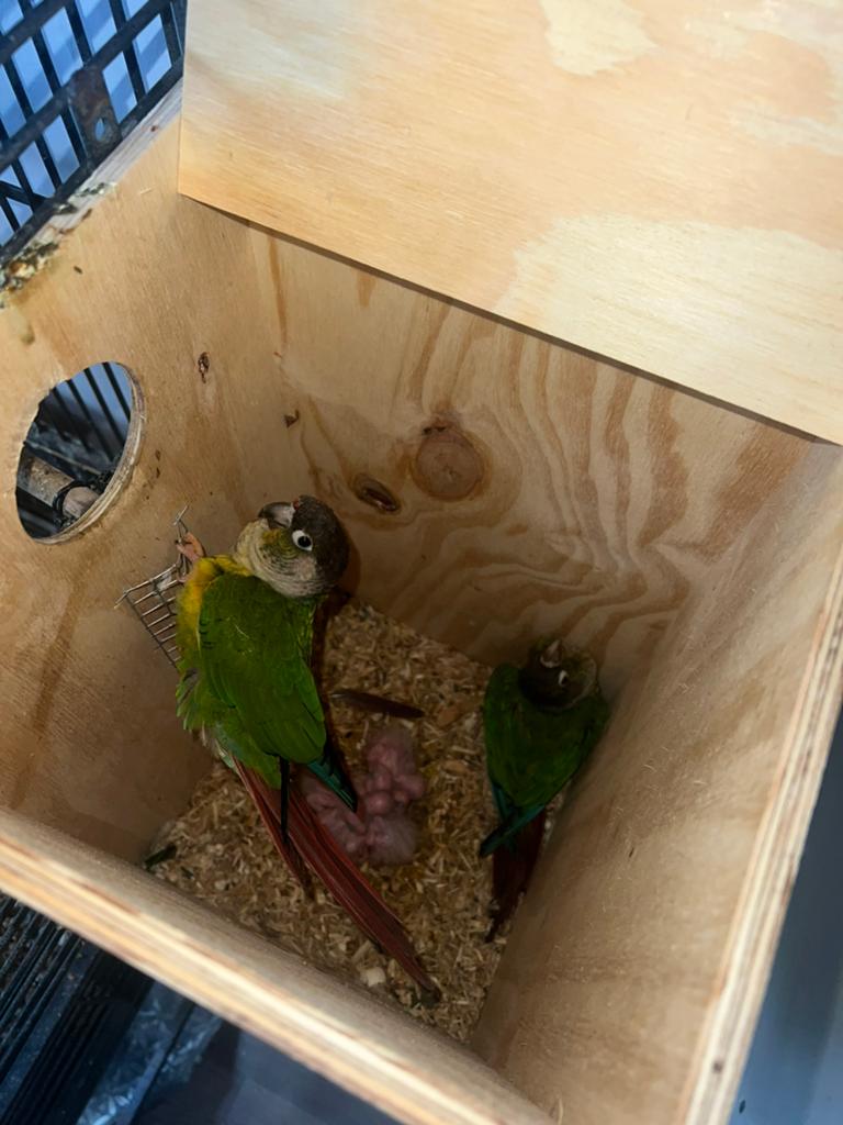 Couple pyrrhura conure reproducteur, Dieren en Toebehoren, Vogels | Parkieten en Papegaaien, Meerdere dieren, Papegaai, Geringd