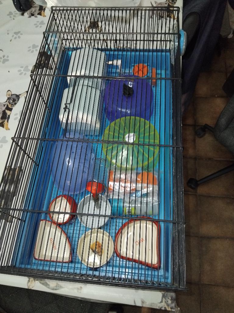 Cage a hamster plus accessoires, Dieren en Toebehoren, Kooi, Gebruikt, Minder dan 75 cm, Hamster
