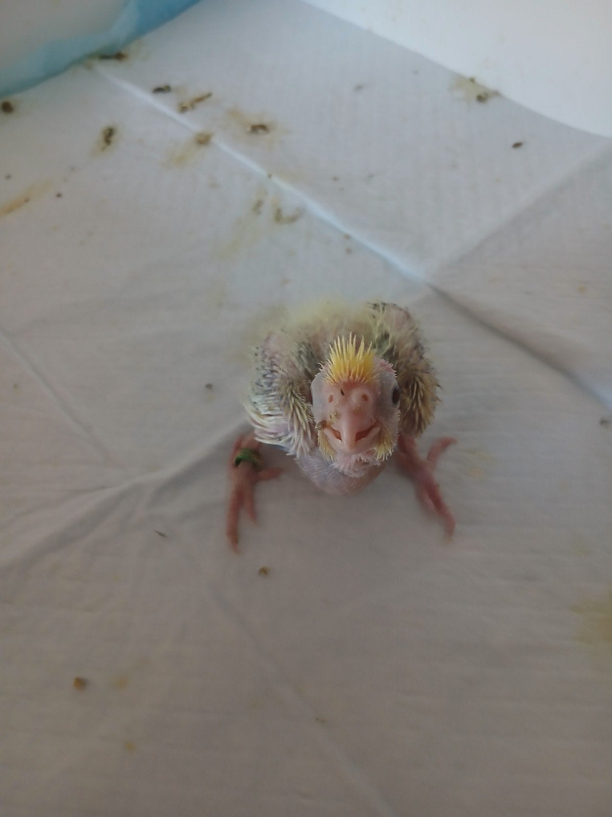 valkparkiet voor handopfok, Dieren en Toebehoren, Vogels | Parkieten en Papegaaien, Geslacht onbekend, Parkiet, Geringd