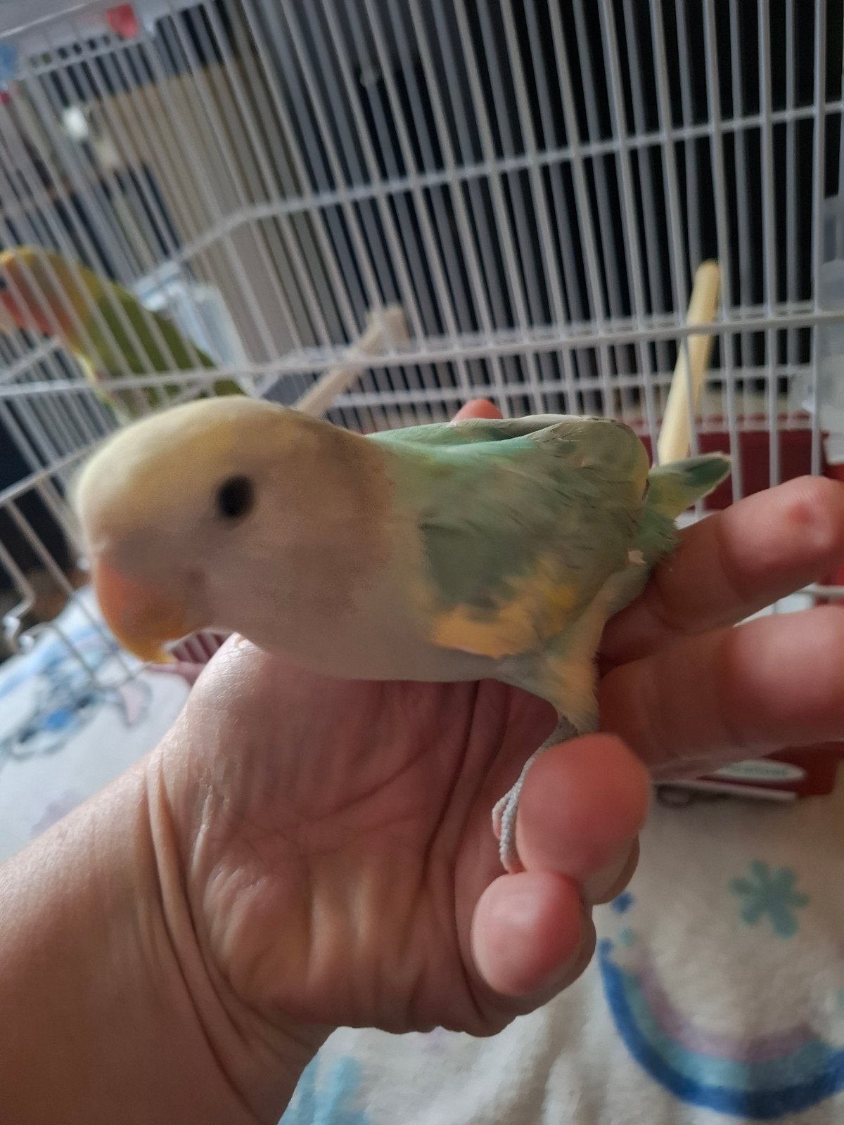 dwergpapegaai handtam 2 vriendjes, Dieren en Toebehoren, Tam