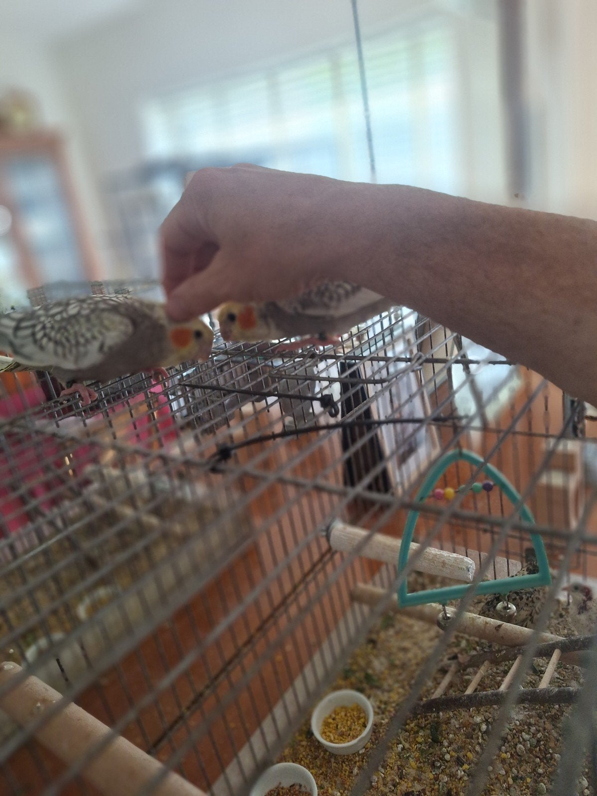 jonge valkparkieten  handtam, Dieren en Toebehoren, Geslacht onbekend, Parkiet, Tam