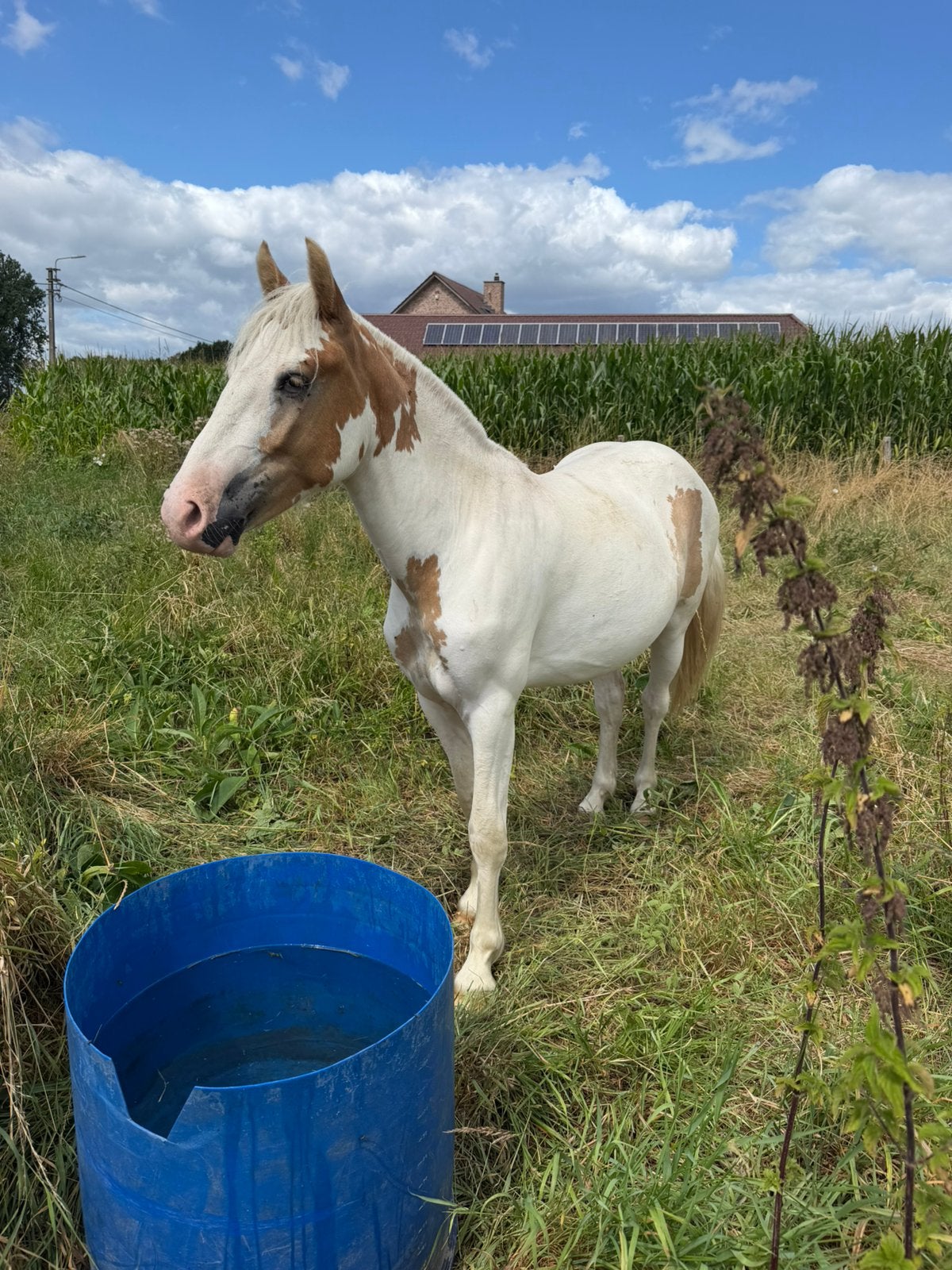 Leuke 2 jarige bonte merrie, Animaux & Accessoires, Chevaux, Jument