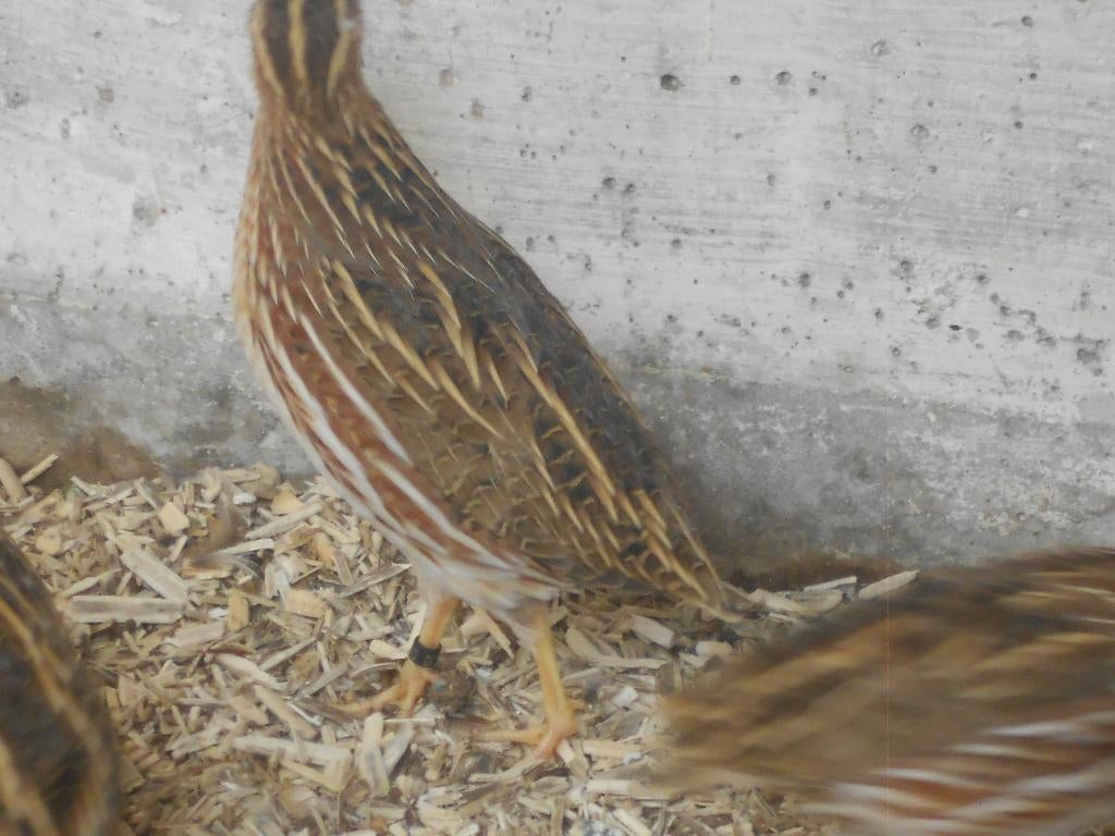 Europese Kwartels, Dieren en Toebehoren