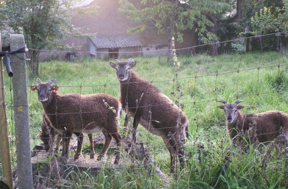 soay ooitjes, Dieren en Toebehoren