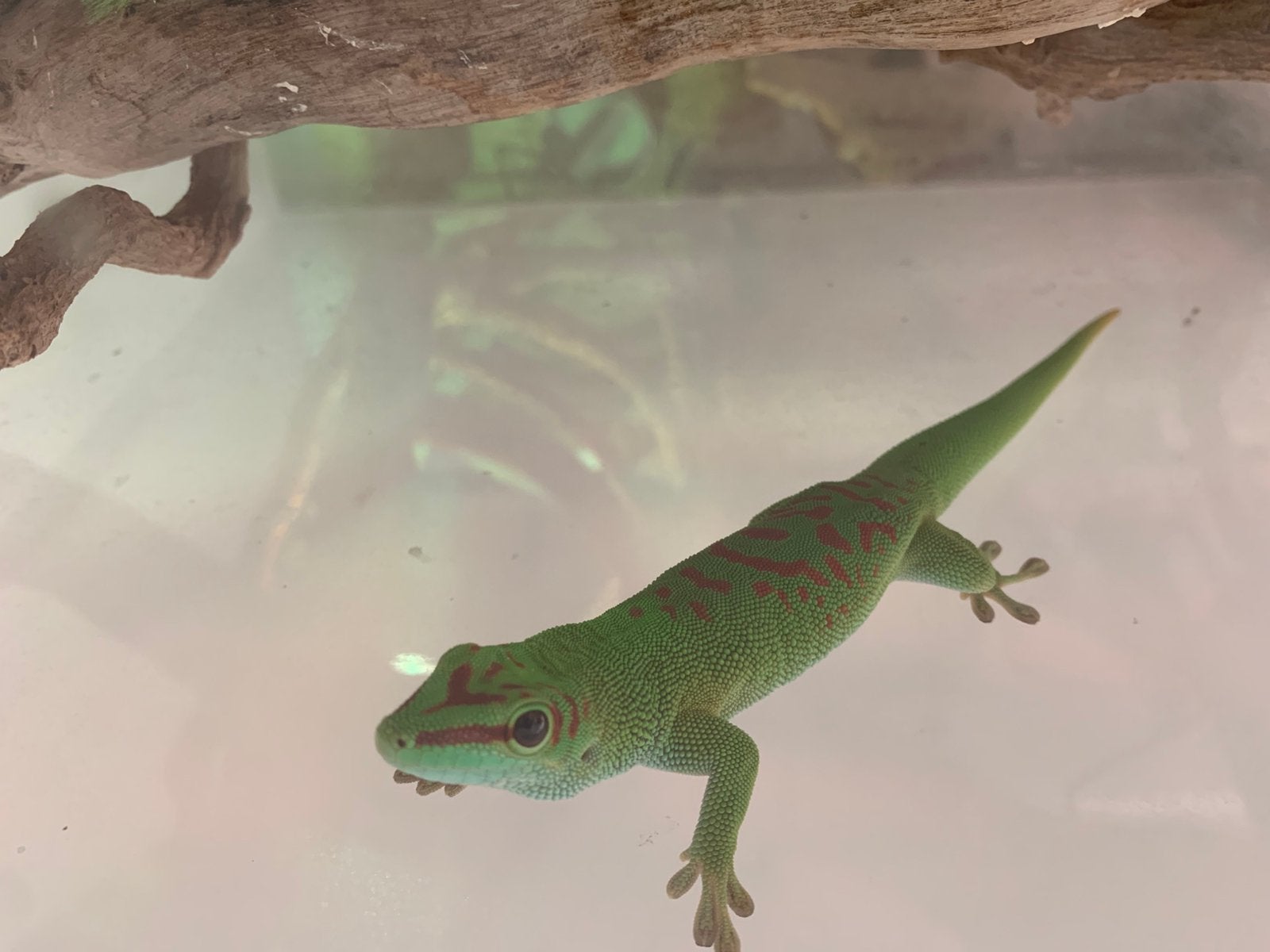 Daggecko van madagascar, Dieren en Toebehoren, Overige soorten, Tam, 11 jaar of ouder
