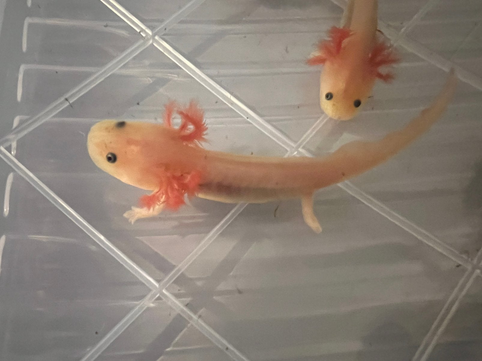 Roze axolotl, Amfibie, 0 tot 2 jaar