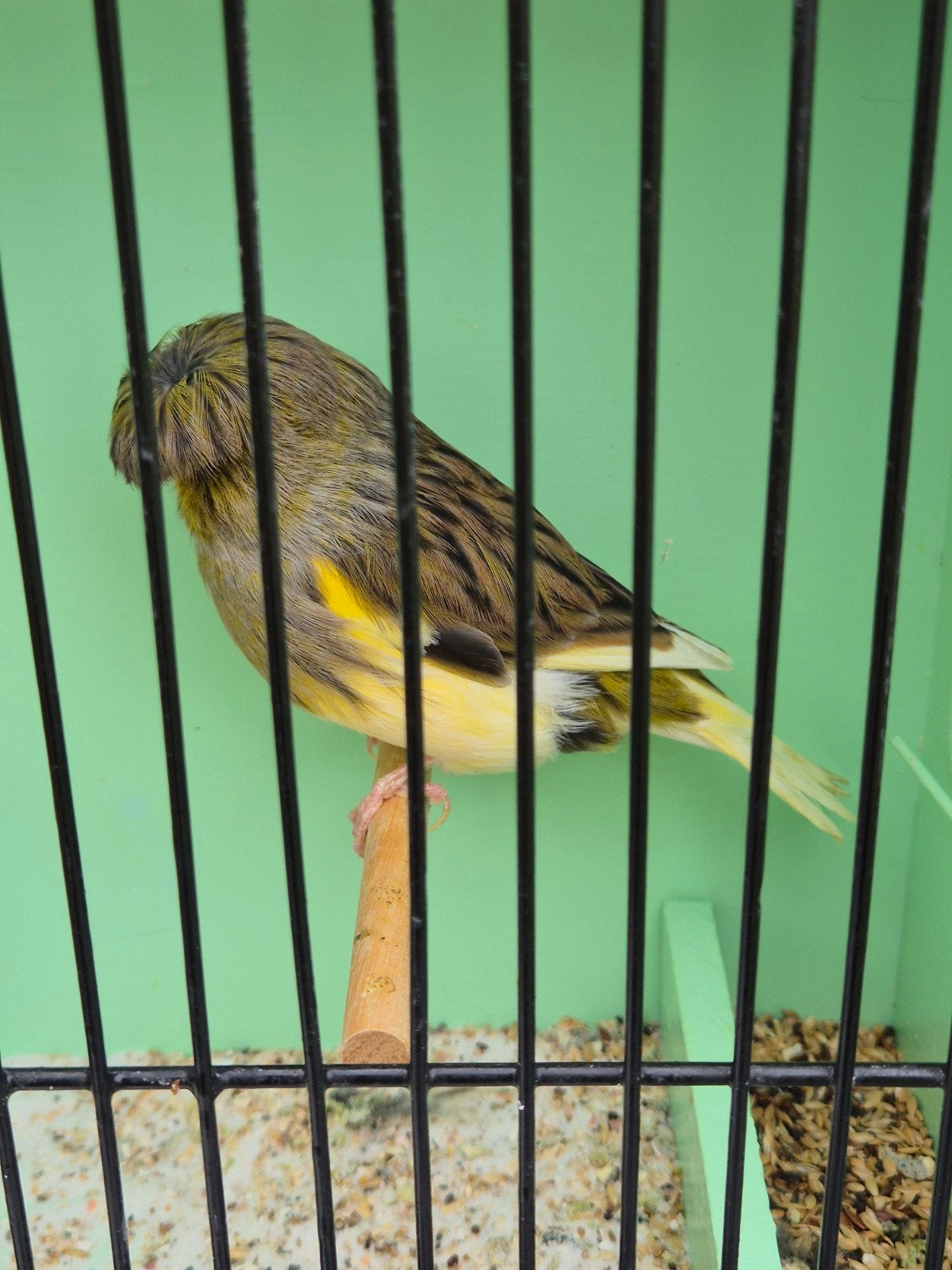 gloster kuif man, Mâle, Canari de posture