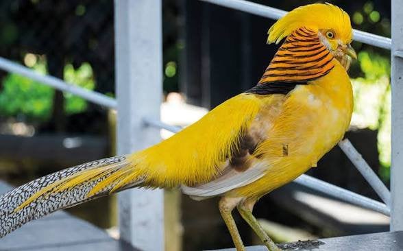 Jonge gele goudfazanten