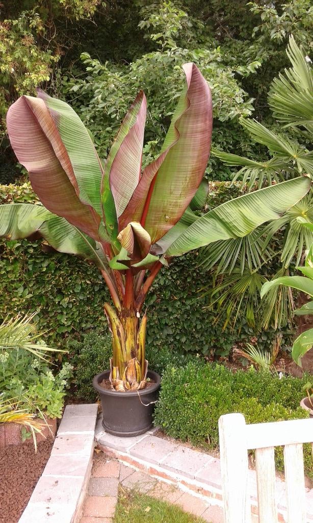 rode bananenplanten, Ophalen
