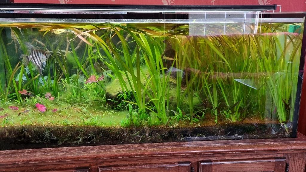 Aquarium 120x50x50 te koop, Dieren en Toebehoren, Ophalen, Verwarming, Gebruikt, Gevuld zoetwateraquarium