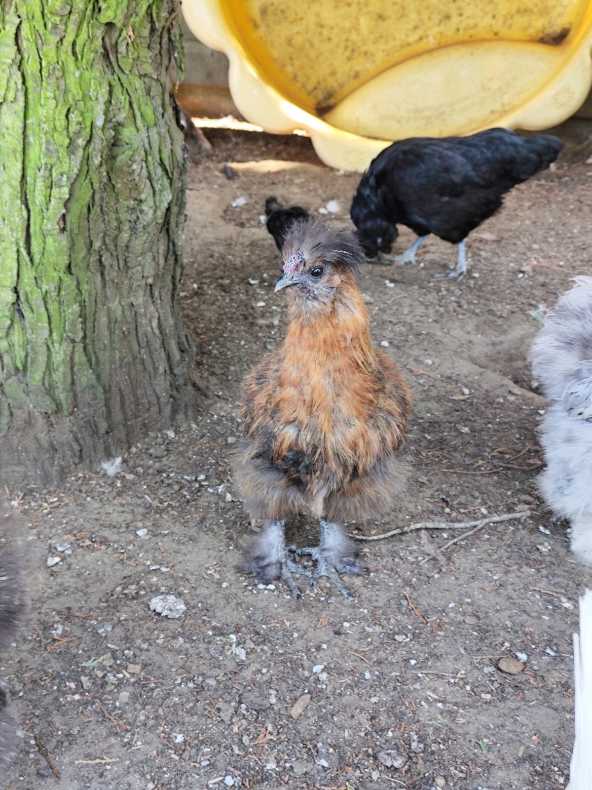 2 zijdehoen haantjes, Dieren en Toebehoren, Mannelijk