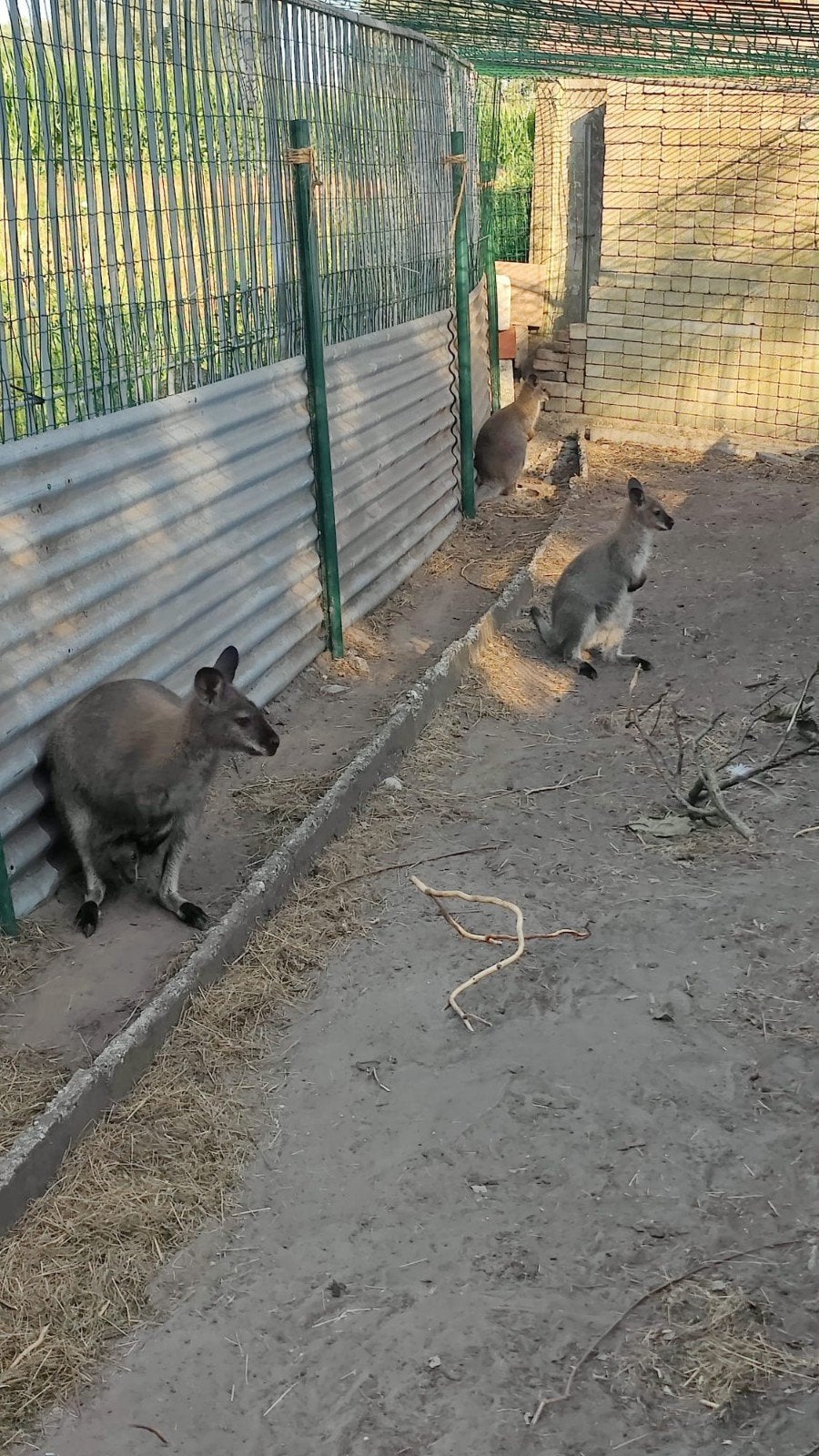 jeunes kangourous wallabies