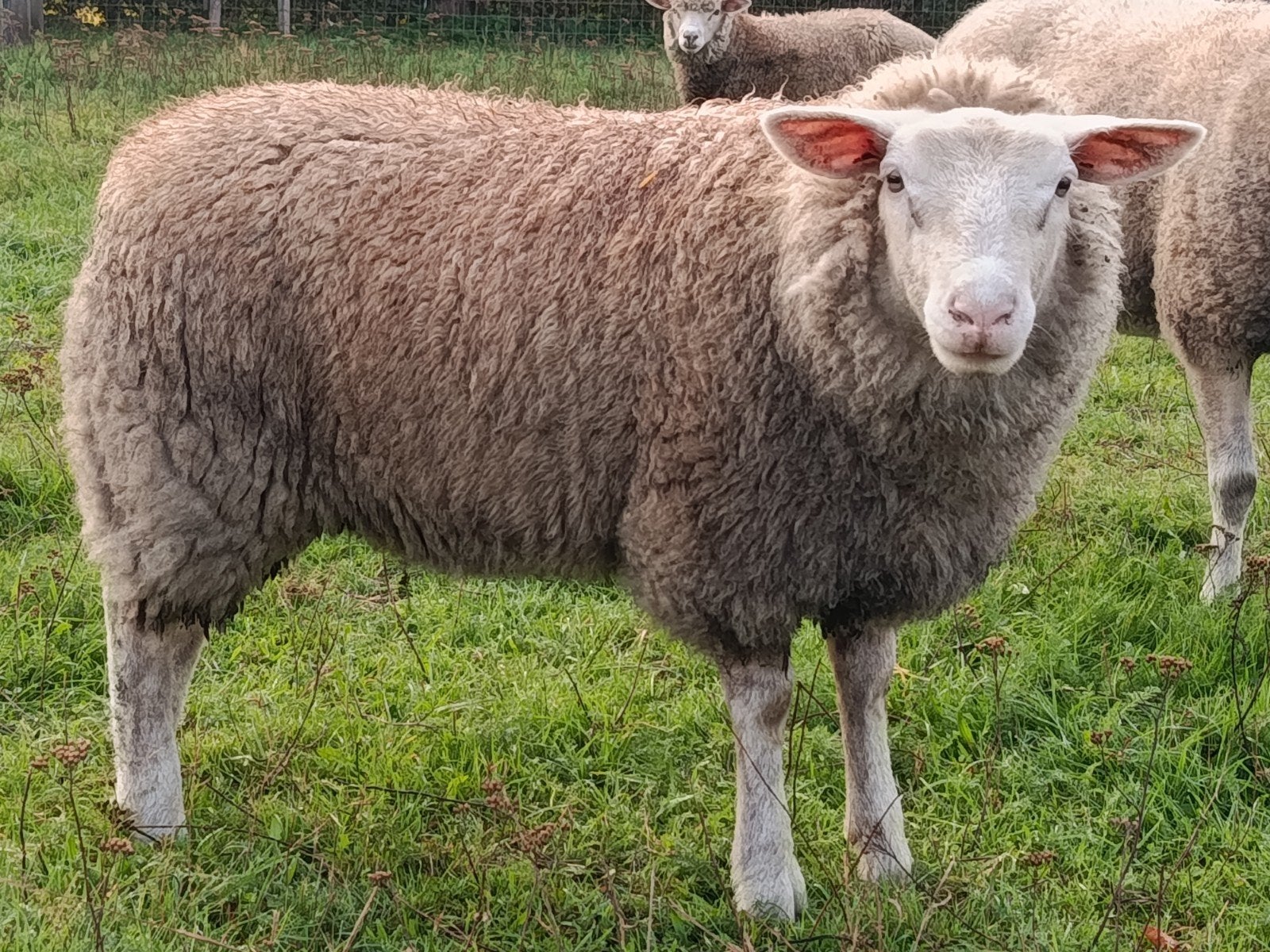 jonge ooi, type texel, Dieren en Toebehoren, Vrouwelijk