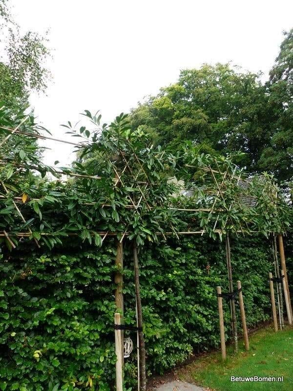 Leilaurier — Un épiaire à feuilles persistantes pour chaque, Enlèvement ou Envoi, En pot, Espalier