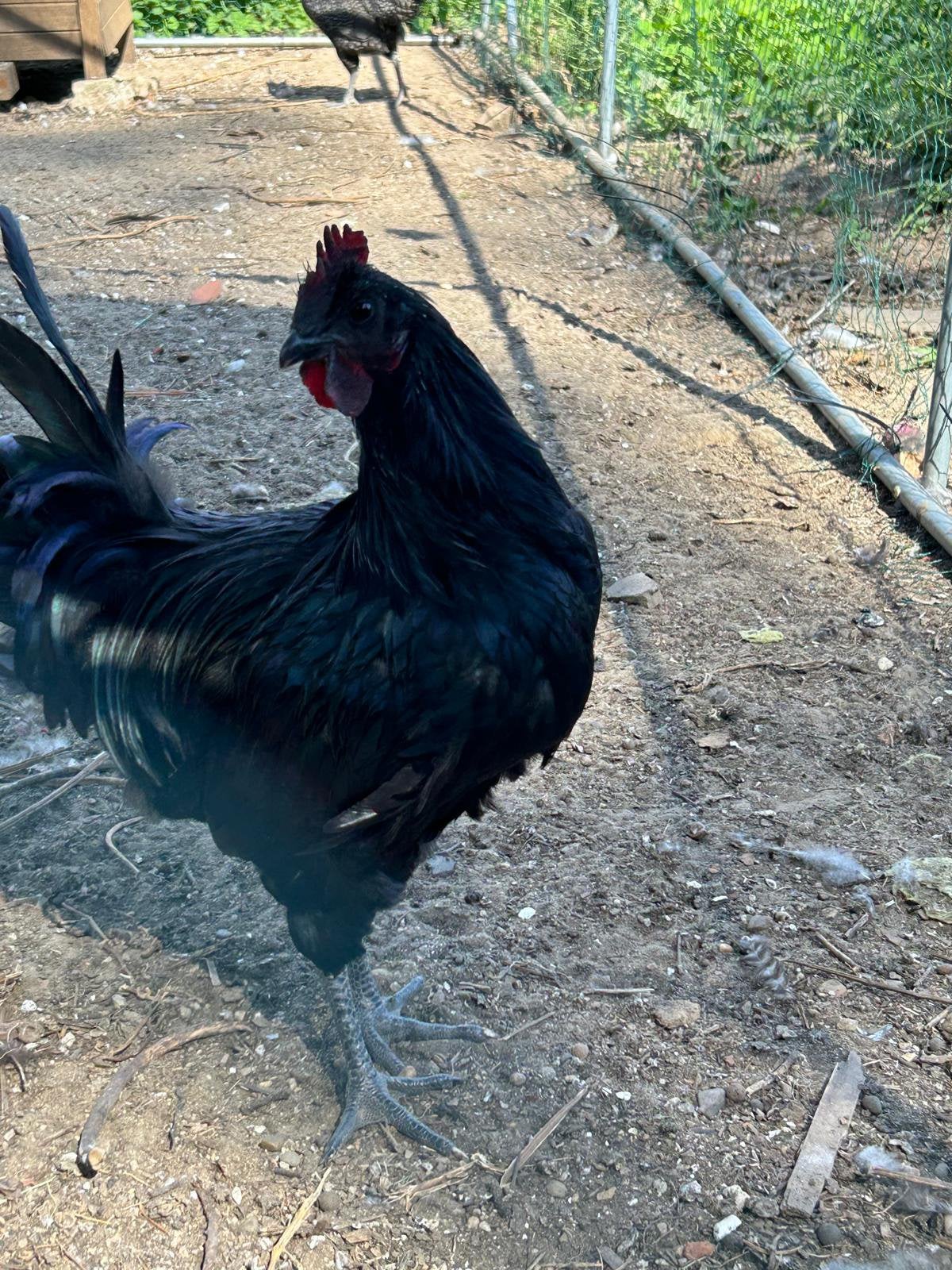 Ayam Cemani haan, Mâle, Poule ou poulet
