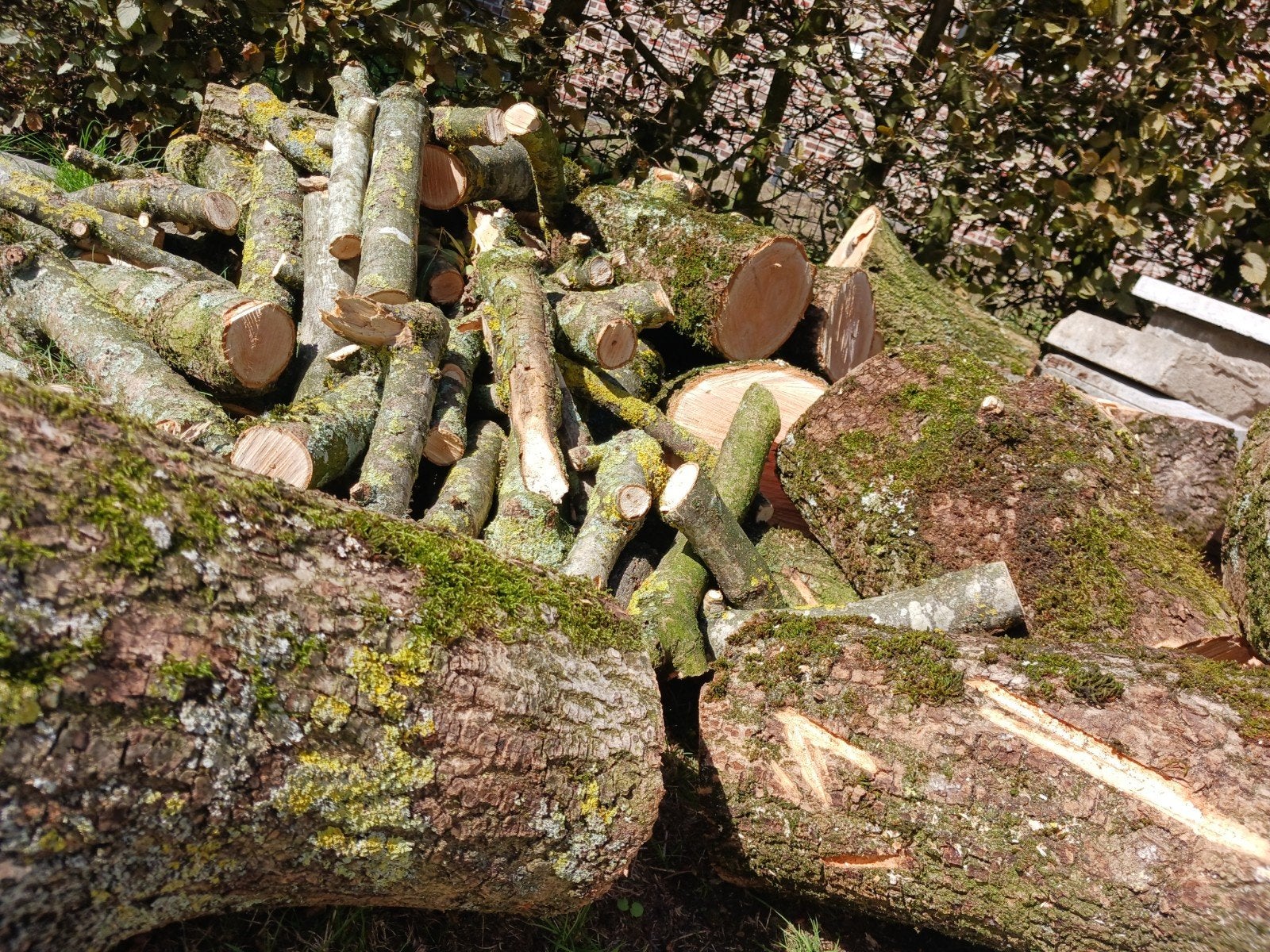 Partij brandhout op maat gezaagd (+/- 5 kruiwagens) – Direct, Moins de 3 m³, Enlèvement, Autres essences de bois, Troncs d'arbres