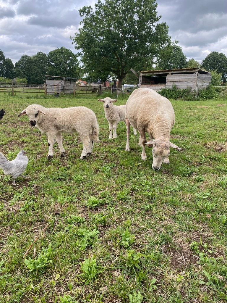 Ooi met twee ooilammeren (50% Walliser Schwarznase), Femelle, Mouton