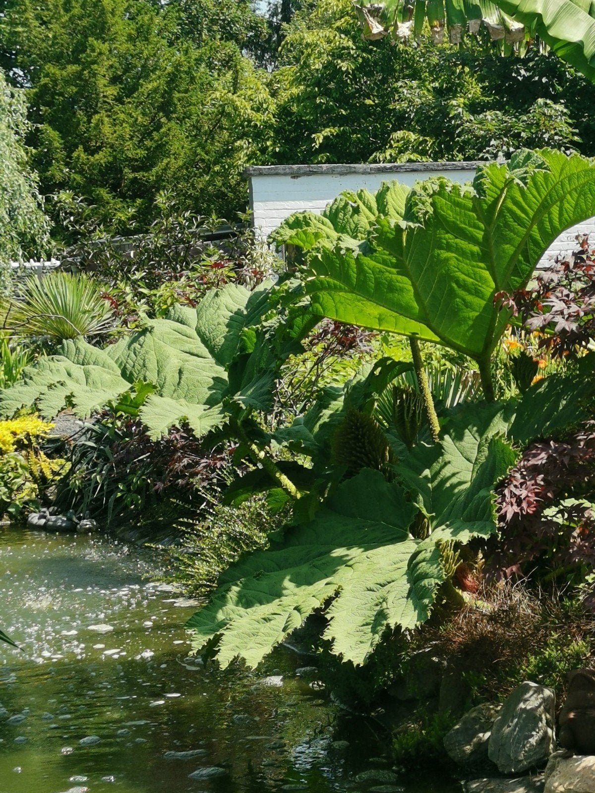 //Vrai// Gunnera manicata, Enlèvement