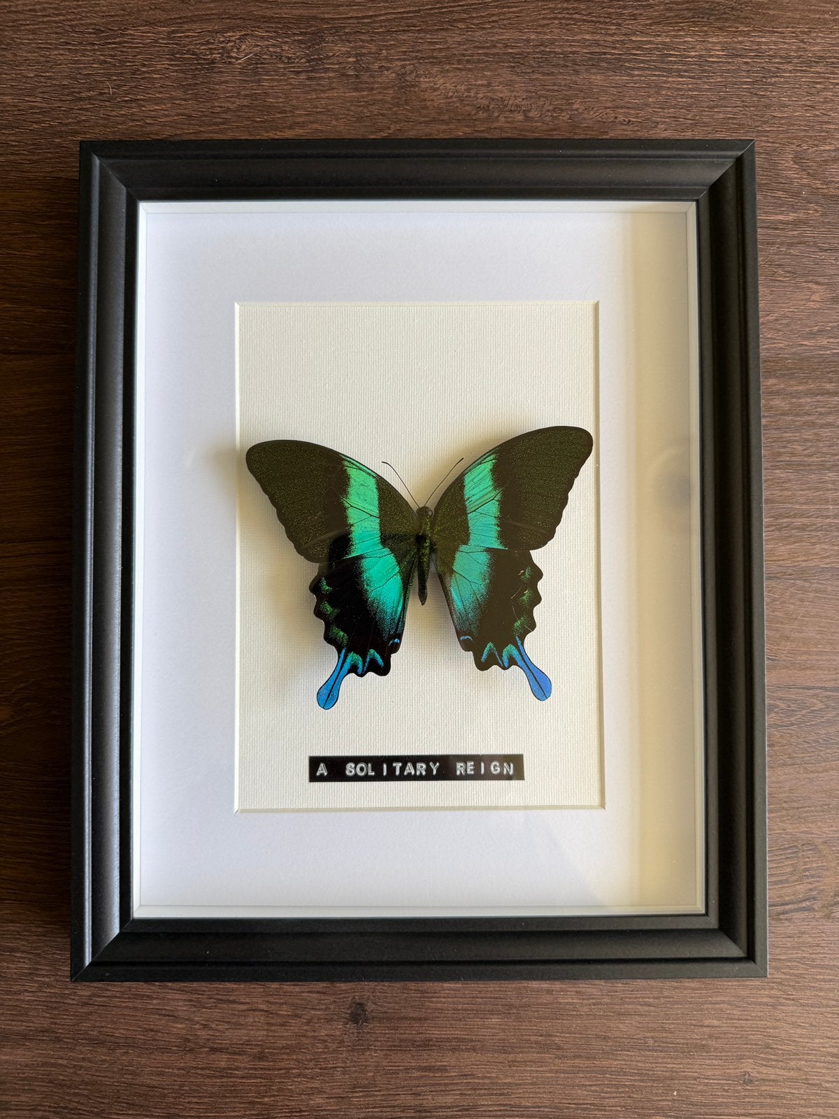 Papilio Blumei - “A Solitary Reign”, Verzenden, Zo goed als nieuw
