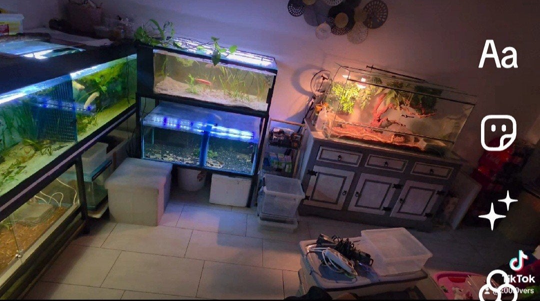 Aquarium a channa, Enlèvement