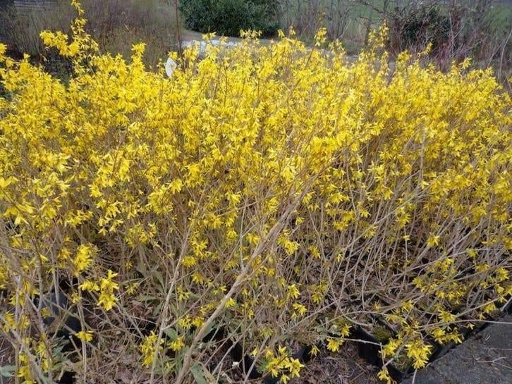 Forsythia 40 cm – Geel Chinees Klokje voor een Stralende, Tuin en Terras, Planten | Struiken en Hagen, Haag, Ophalen of Verzenden