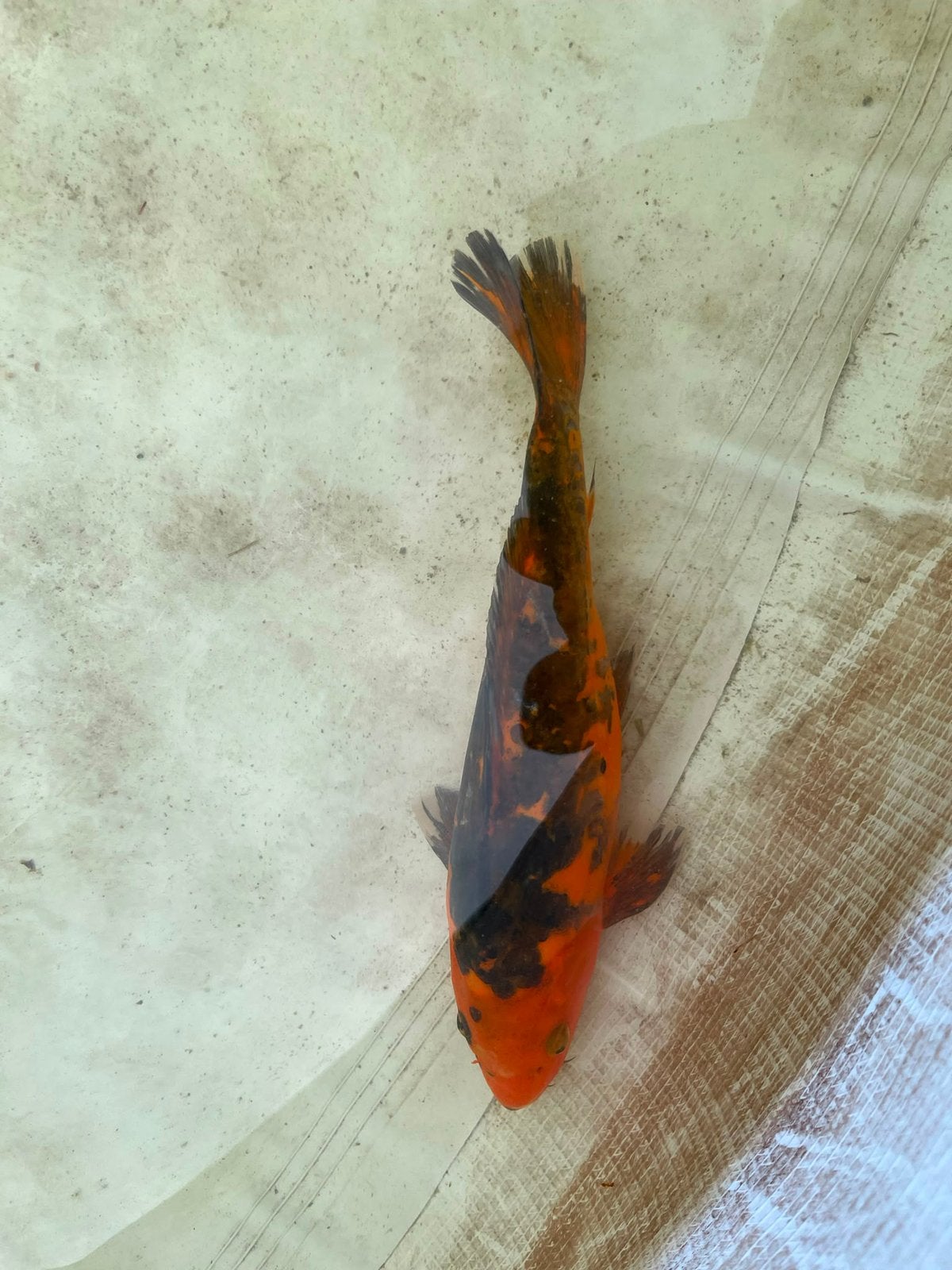 Koi 1,5€ per cm bij afname alle aan 1€ per cm, Dieren en Toebehoren, Vissen | Vijvervissen