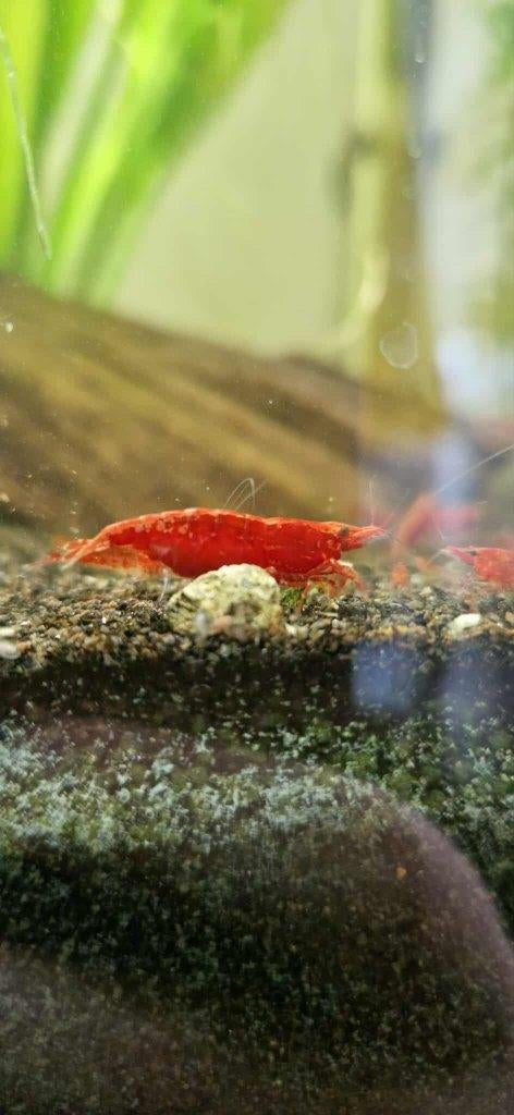 Bloody Mary garnaal (Neocaridina), Dieren en Toebehoren, Kreeft, Krab of Garnaal, Zoetwatervis, Schoolvis