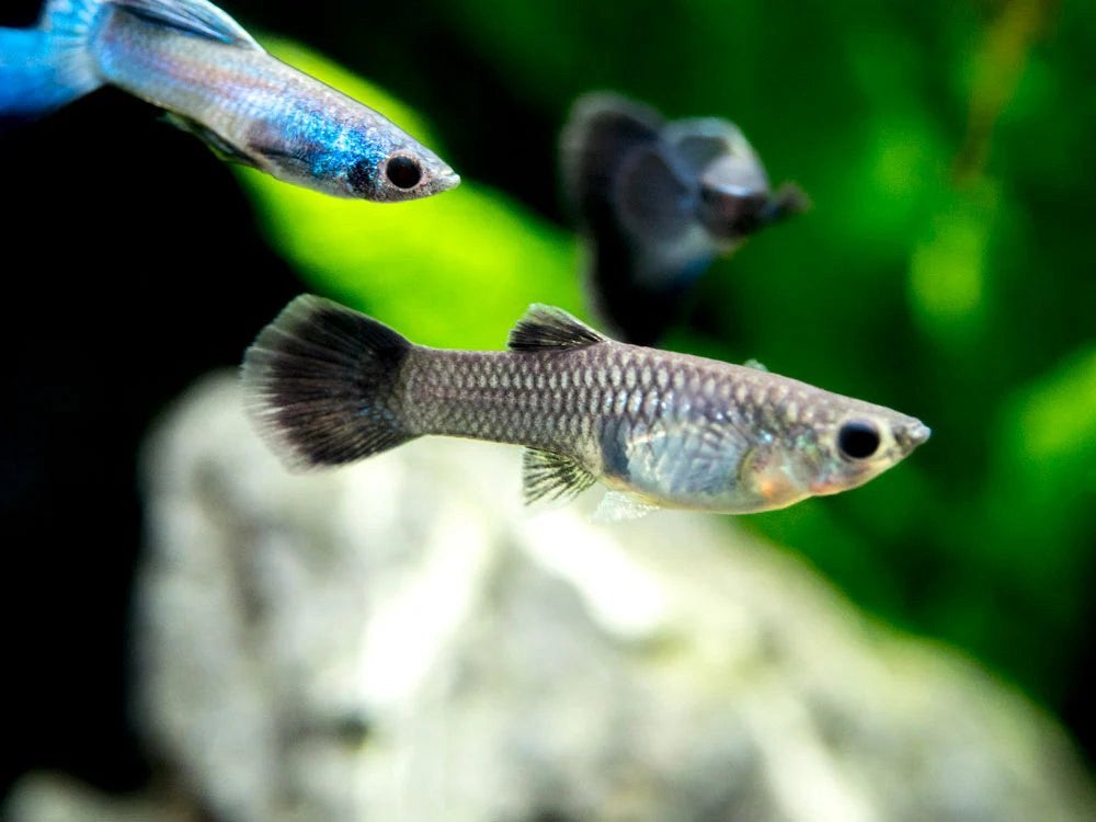 Raszuivere Blue Moscow Guppy V - Bloedlijn uit Thailand, Dieren en Toebehoren