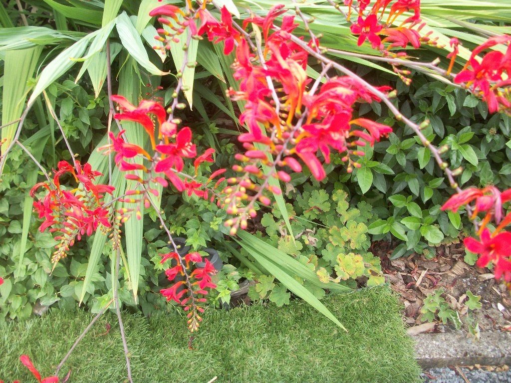 Crocosmia Lucifer - rood, George Davidson - geel, enz, Tuin en Terras, Volle zon, Vaste plant, Zomer, Ophalen